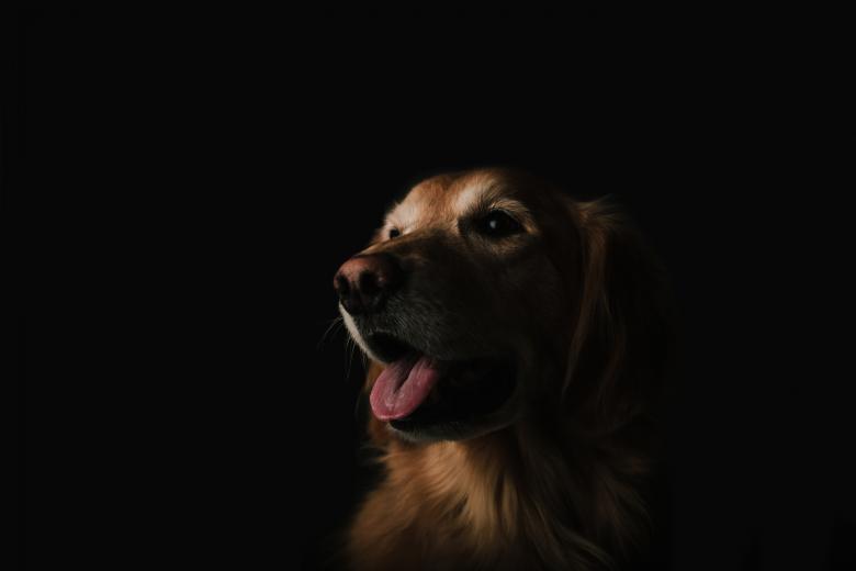 Free stock image of Pet created by Unsplash