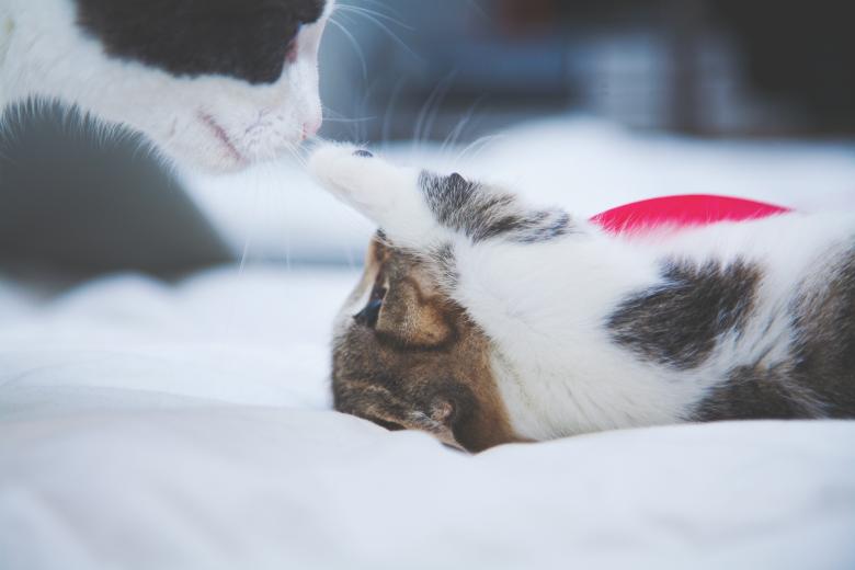 Free stock image of Animal Love created by Unsplash