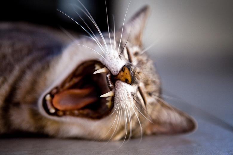 Free stock image of Furious created by Unsplash