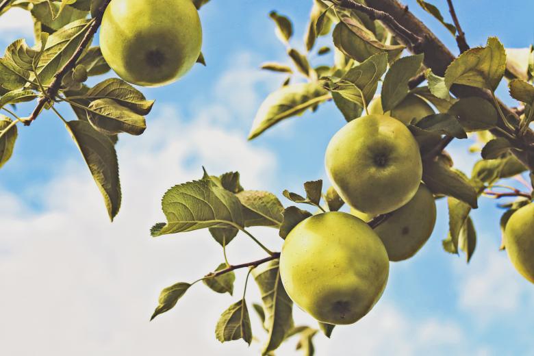 Free stock image of Green Apples created by Unsplash