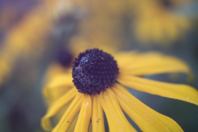 Free stock image of Yellow Flower created by Unsplash