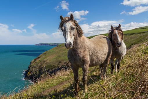 Free Stock Photo of Wild Horses