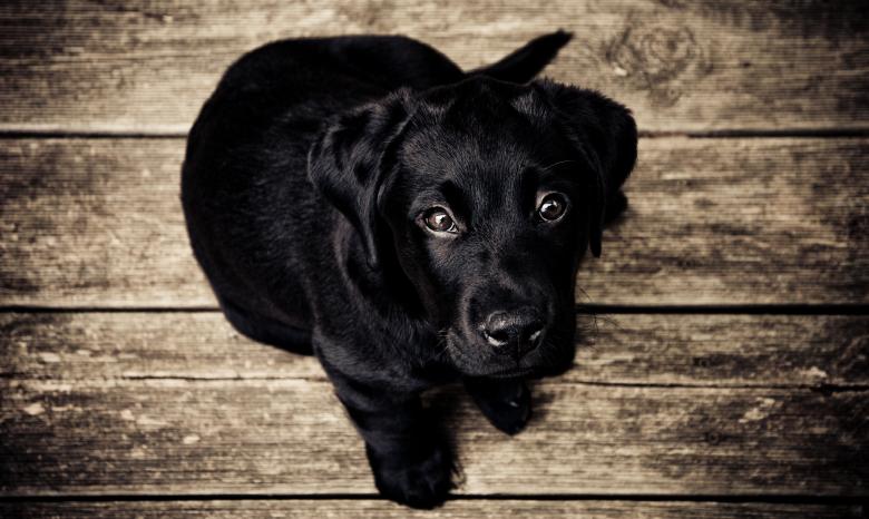 Free stock image of Pet created by Unsplash