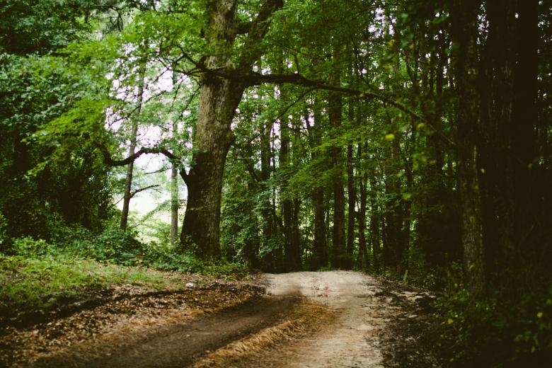 Free stock image of Forest created by Unsplash