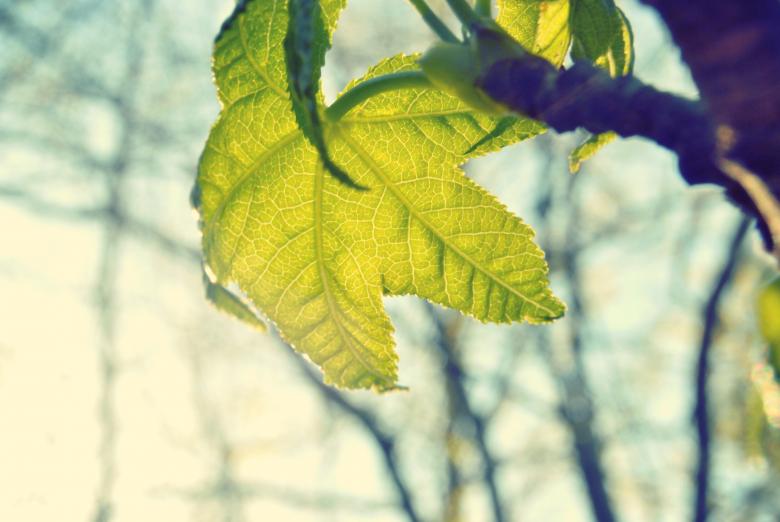 Free stock image of Fresh Green Leaf created by Unsplash