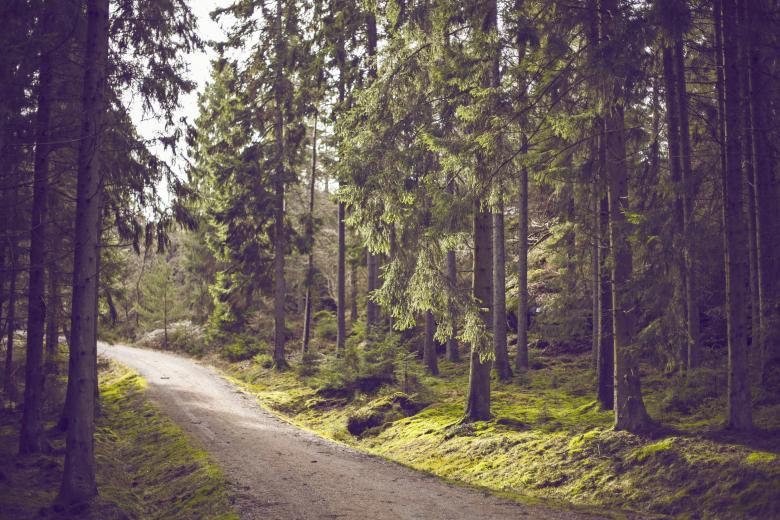 Free stock image of Through the woods created by Unsplash