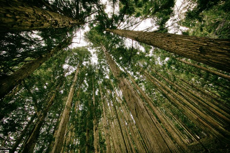 Free stock image of Tall  created by Unsplash