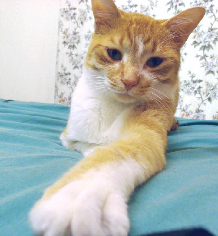 Free stock image of Arthas cat created by David M