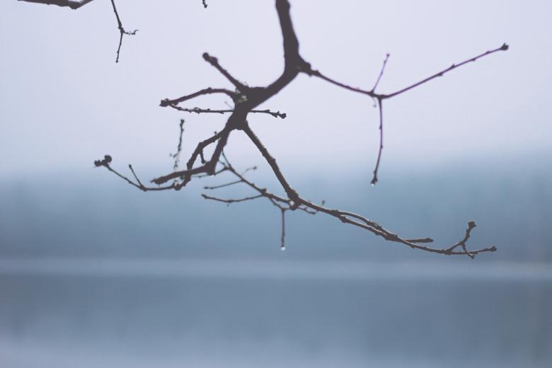 Free stock image of Tree Stem created by StockSnap