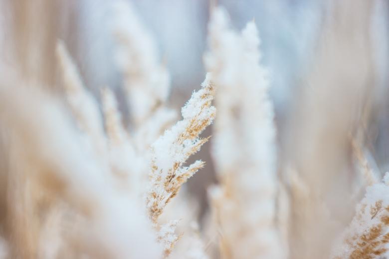 Free stock image of Crops created by StockSnap