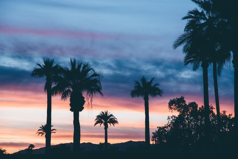 Free stock image of Palm Tree created by StockSnap