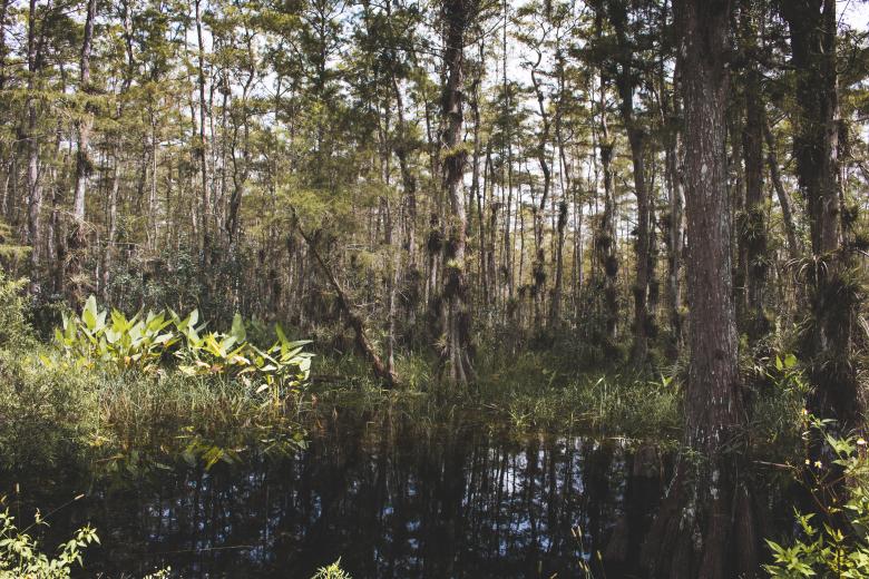 Free stock image of Jungle created by StockSnap
