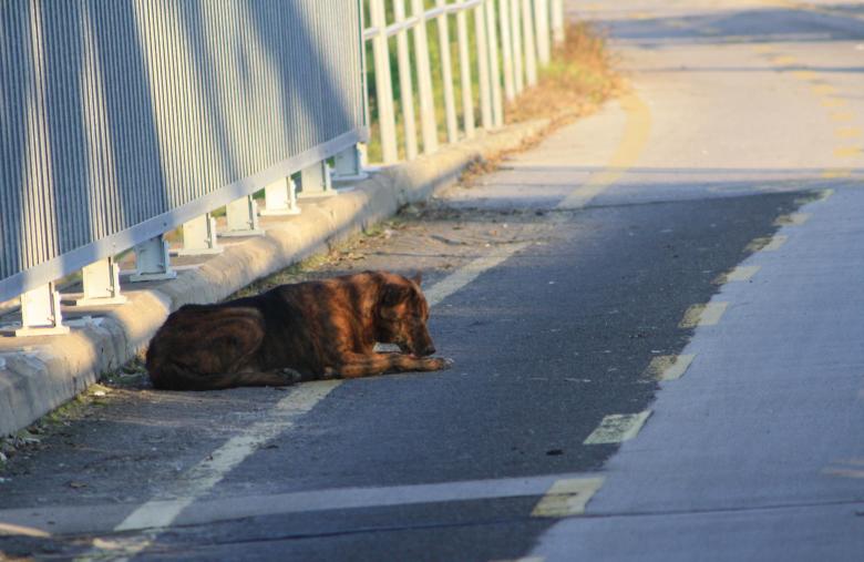 Free stock image of Abandoned Dog created by Kala Manó