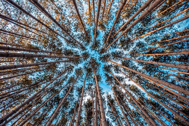 Free stock image of Tall Trees created by StockSnap