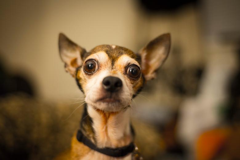 Free stock image of Dog created by StockSnap