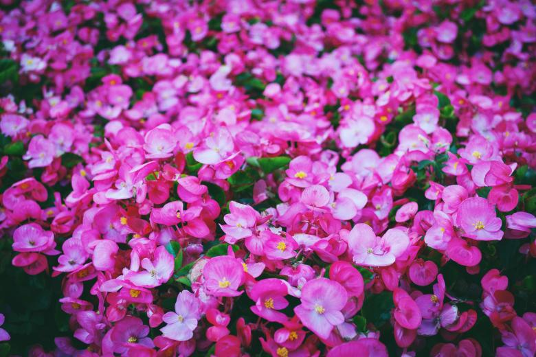 Free stock image of Pink Flowers created by StockSnap