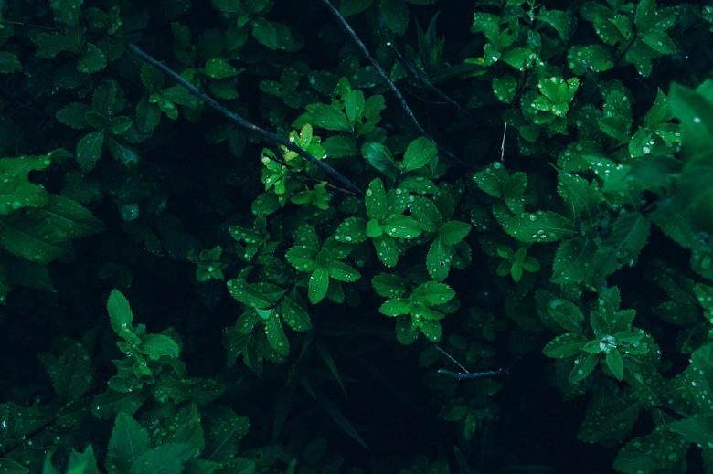Free stock image of Dew on Plants created by StockSnap