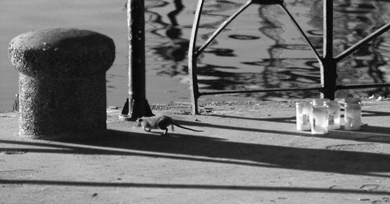 Free stock image of Harbor Rat created by Kala Manó