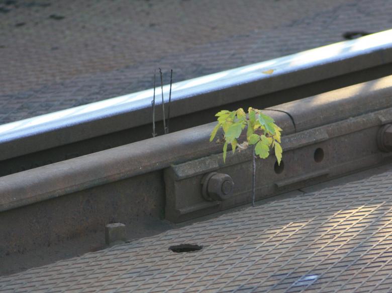 Free stock image of Urban Plant created by Kala Manó