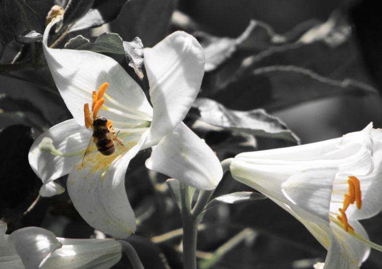 Free stock image of Flower and bee created by Kala Manó