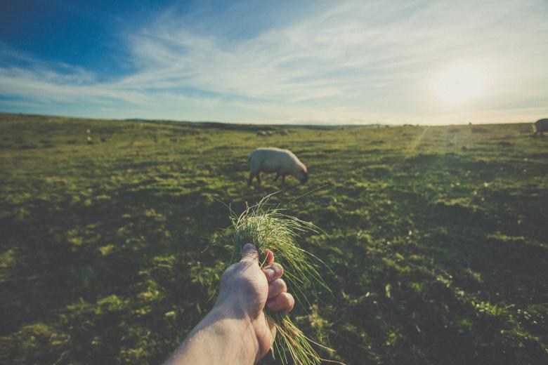 Free stock image of Feeding the Sheep created by StockSnap