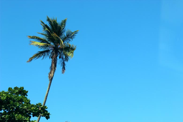 Free stock image of Palm Tree created by StockSnap
