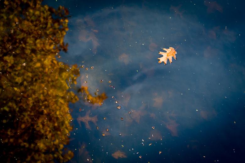 Free stock image of Floating Leaf created by StockSnap