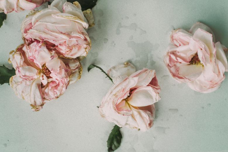 Free stock image of Pink Roses created by StockSnap
