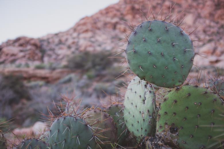 Free stock image of Cactus created by StockSnap