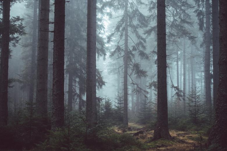 Free stock image of Jungle created by StockSnap