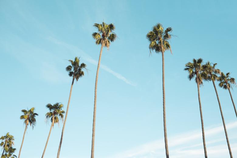 Free stock image of Palm Trees created by StockSnap