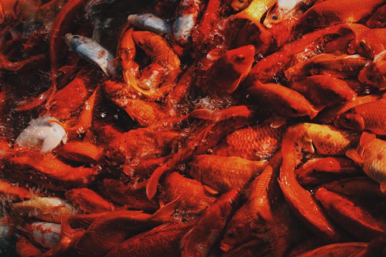 Free stock image of Fish created by StockSnap