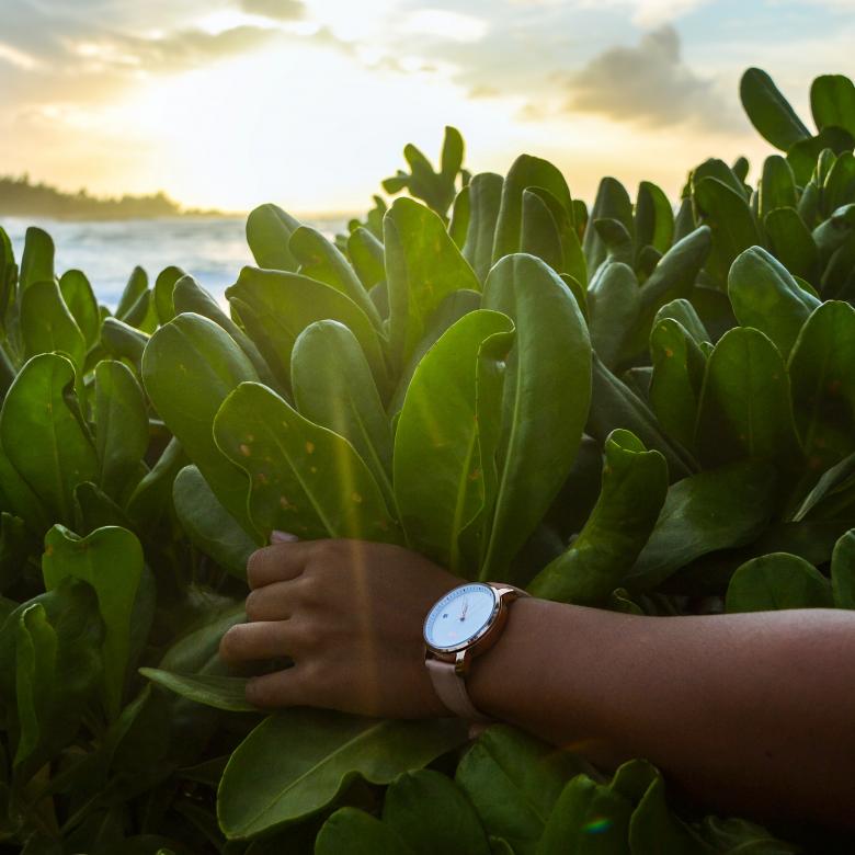 Free stock image of Plants created by StockSnap