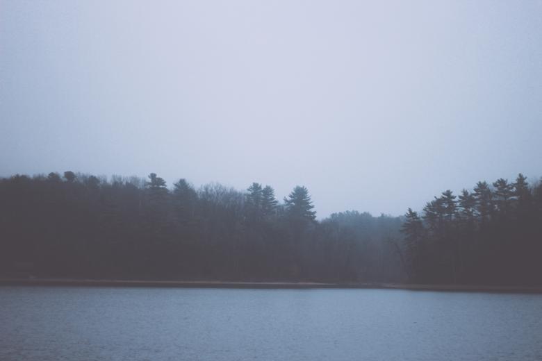 Free stock image of Forest created by StockSnap