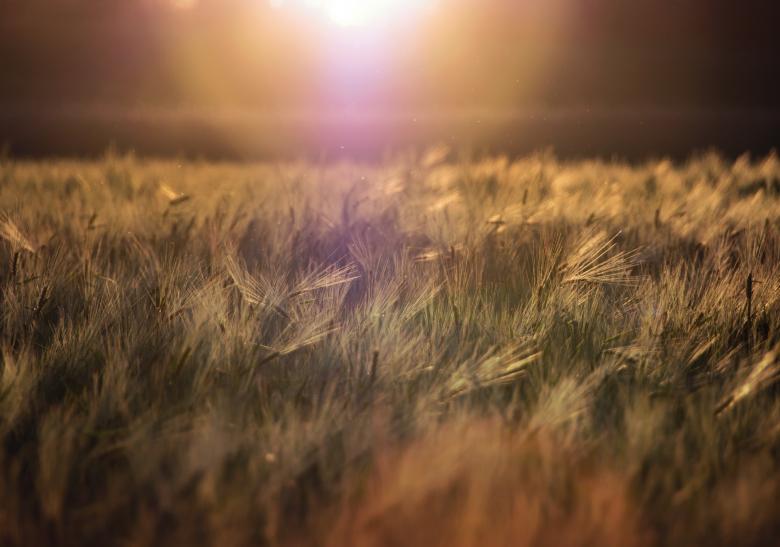 Free stock image of Sunset created by StockSnap