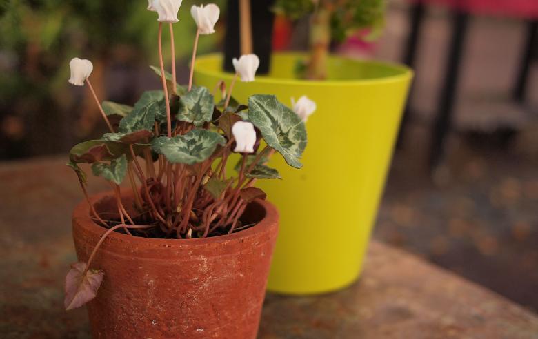Free stock image of Flower Pot created by StockSnap