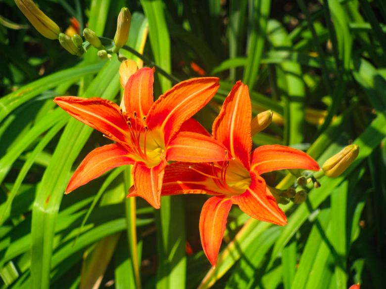 Free stock image of Flowers created by StockSnap