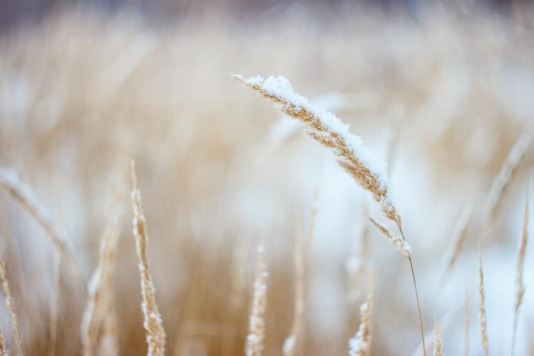 Free stock image of Plants created by StockSnap
