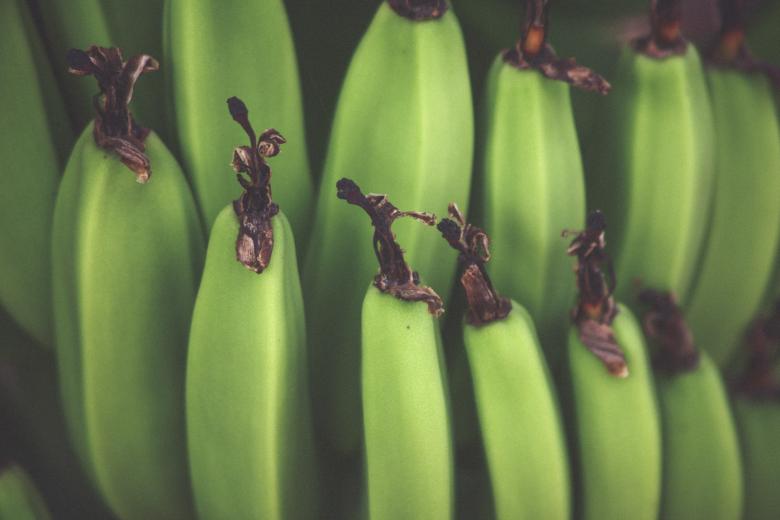 Free stock image of Green Bananas created by StockSnap
