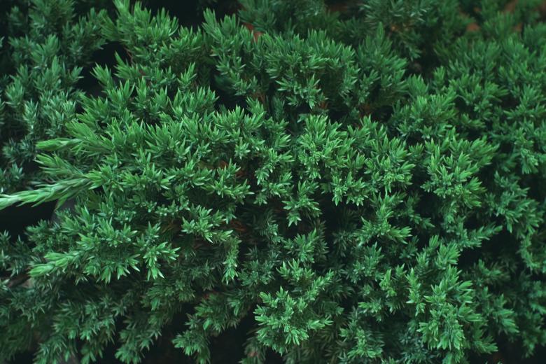 Free stock image of Tree created by StockSnap