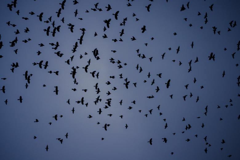 Free stock image of Flying Birds created by StockSnap