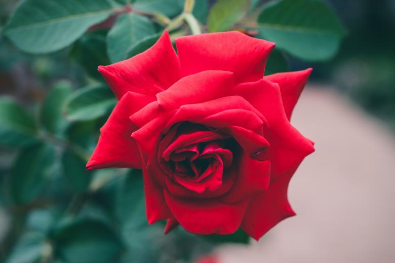Free stock image of Red Rose created by StockSnap