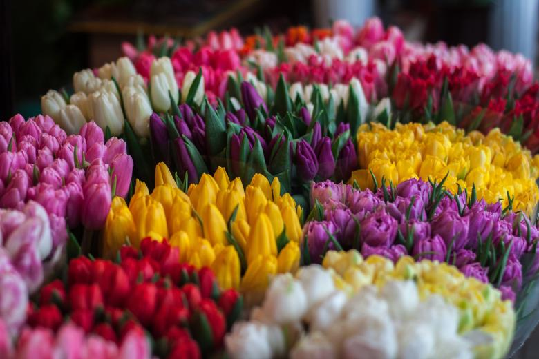 Free stock image of Flowers created by StockSnap