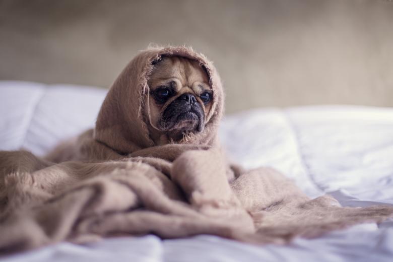 Free stock image of Sitting Dog created by StockSnap