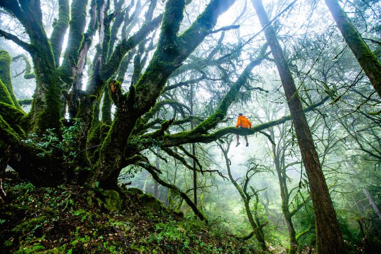 Free stock image of Man Sitting On The Tree created by StockSnap
