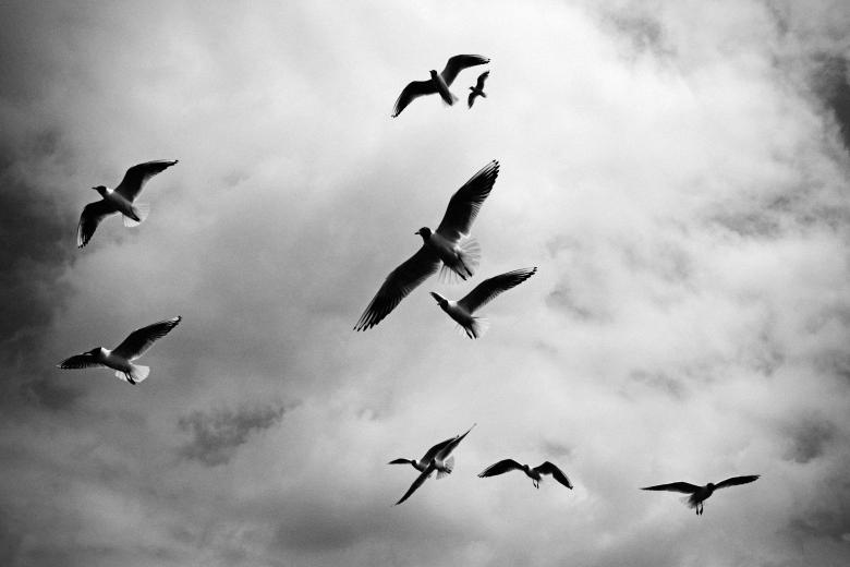 Free stock image of Flying Birds created by StockSnap