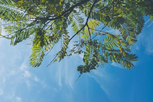Free Stock Photo of Tree