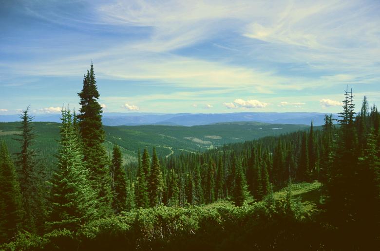 Free stock image of Forest created by StockSnap