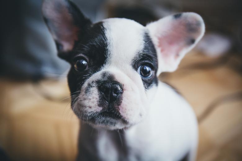 Free stock image of Pet created by StockSnap