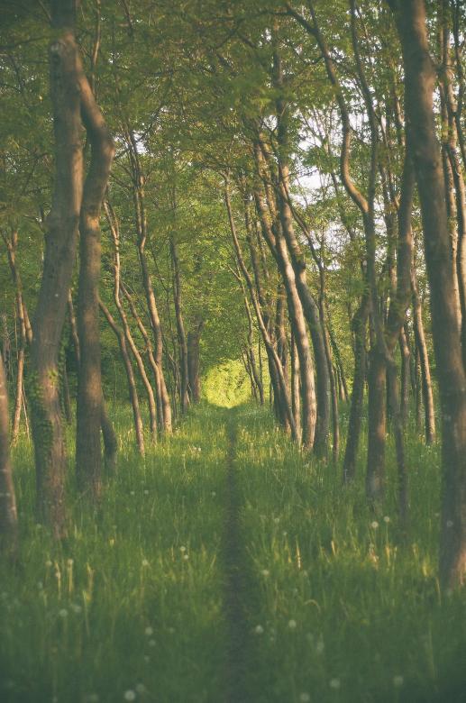 Free stock image of Green created by Unsplash